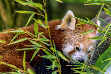 Roter Pander