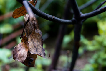 A close up shot of a dry leaf hanging with an out of focus background. Gardens of Uttarakhand India.