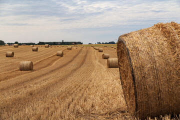 hay bales in the field