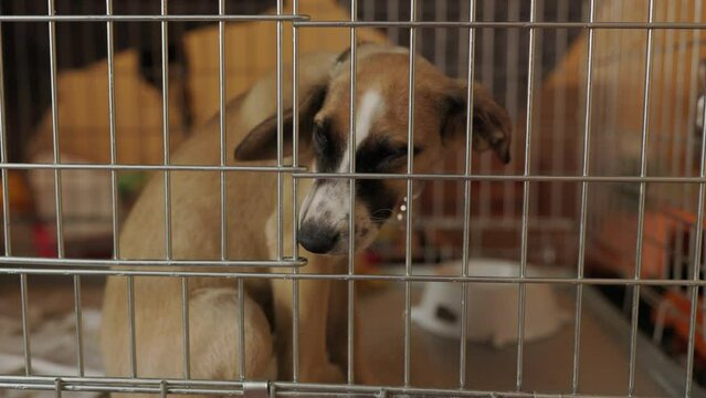 Footage of dogs in asylum cage. homeless dogs in a cage in animal shelter. Abandoned animal in captivity. abandoned animals as a result of the Russian-Ukrainian war