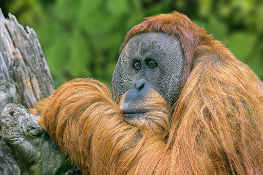 Organ-utan 