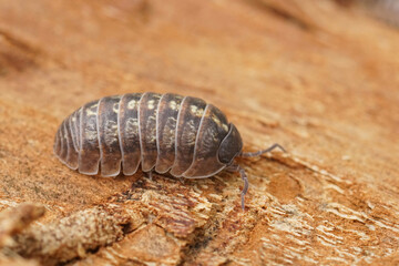Closeup on common pill-bug woodlice, common pill-bug, Armadillidium vulgare, sitting on a piece of wood