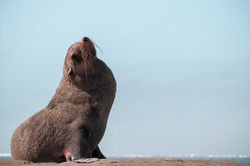 Wild african animals. Lonely brown fur seal sits on the ocean on a sunny morning