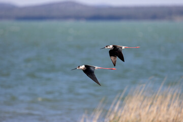Zwei fliegende Stelzenläufer über einem See