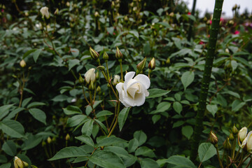 薔薇の花　アイスバーグ
