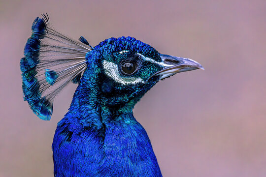 Pfau