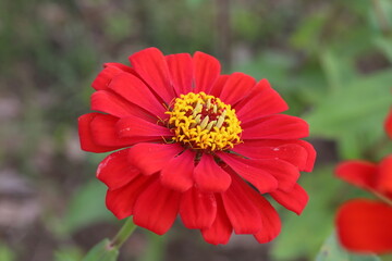 秋の日本の庭に咲く赤いヒャクニチソウの花