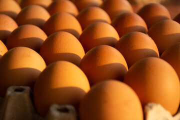 Chicken eggs are a very nutritious food. It is the source of the best quality protein.