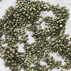 pepper on white background