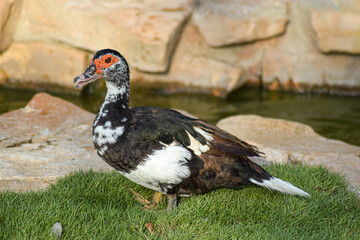 Muscovy duck