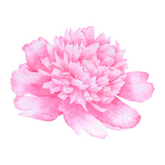 Pink peony flower isolated on white background