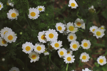 Obraz premium Flores En la montaña