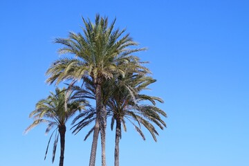 Fototapeta premium Fondo de escritorio de palmeras en la playa, Valencia, España. Palmeras con un cielo despejado y azul en la playa de la Malvarrosa.