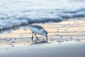 Sanderling (Calidris alba) on the beach in Doñana National Park, Spain