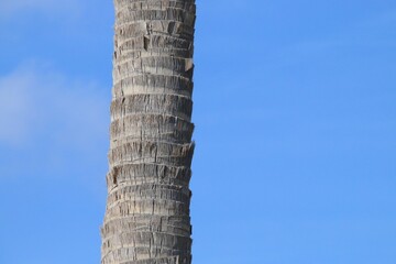 Fototapeta na wymiar Fondo de escritorio de un tronco de palmera en la playa, Valencia, España. Tronco de una palmera con un cielo despejado y azul en la playa de la Malvarrosa.