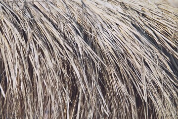 Sombrilla de hoja de palma en la playa de la Malvarrosa, Valencia, España. Primer plano y detalles de las fibras vegetales usadas para la construcción de la sombrilla.
