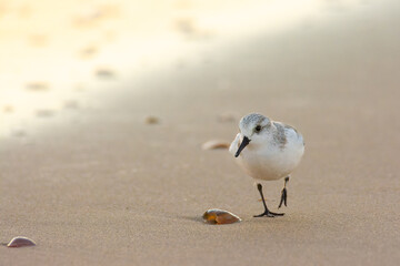 Sanderling (Calidris alba) on the beach in Doñana National Park, Spain