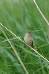 oriental reed warbler on a reed