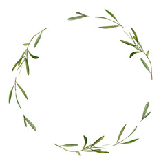 Watercolor hand drawn wreath with olive leaf and olives.