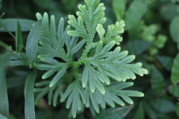 close up of a plant