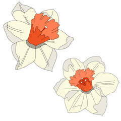 Flowers for decor and sublimation. daffodils