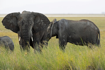 A large group of African elephants (Loxodonta africana) walking in the savannas of Kenya