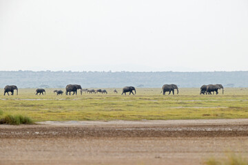 Fototapeta na wymiar A large group of African elephants (Loxodonta africana) walking in the savannas of Kenya