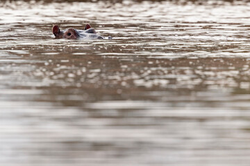 A group of  hippopotamus (Hippopotamus amphibius) relaxing in the water