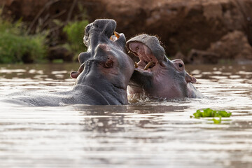 A group of  hippopotamus (Hippopotamus amphibius) relaxing in the water - obrazy, fototapety, plakaty