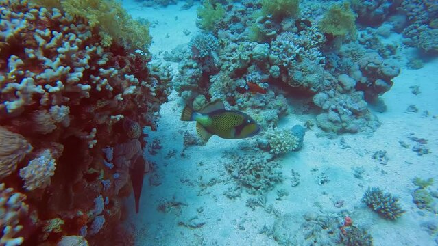4k video footage of a Titan Triggerfish (Balistoides viridescens) in the Red Sea