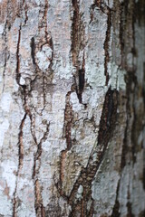 Obraz premium bark texture