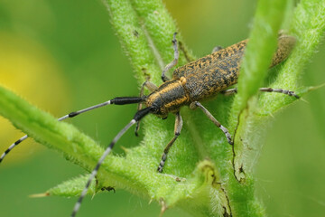 Detailed closeup on a golden-bloomed longhorn beetle Agapanthia villosoviridescens sitting in it's host plant, a thistle