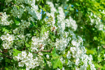 Cherry tree flowers with bee. Spring white flowers on a tree branch.