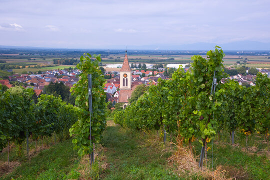 View from the vineyards down to the village of Auggen.