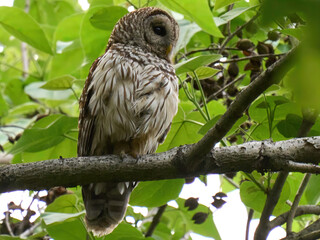 Barred Owl Raptor on a branch