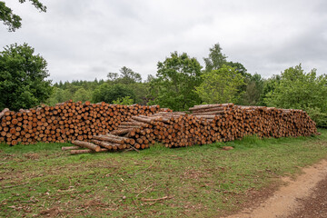 Timber stack cut from local forest