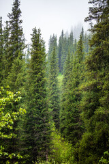 Fototapeta na wymiar pine forest in the morning