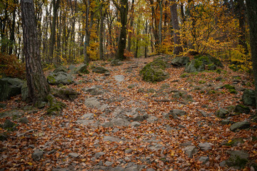 A mountain hiking trail shrouded in lots of leaves lying on it.