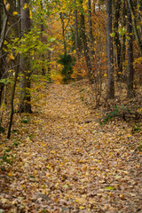 A mountain hiking trail shrouded in lots of leaves lying on it.