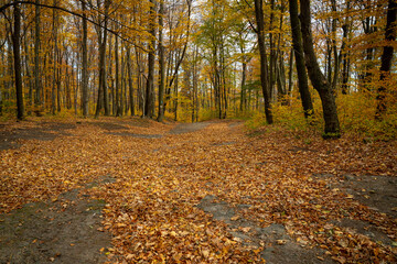 A mountain hiking trail shrouded in lots of leaves lying on it.