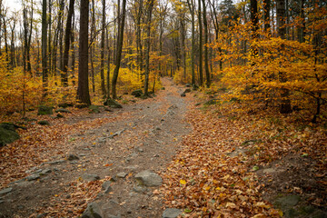 A mountain hiking trail shrouded in lots of leaves lying on it.