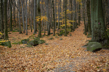 Mountain hiking trail during the fall season. Sunny day.