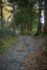 Fototapeta premium Mountain hiking trail during the fall season. Sunny day.