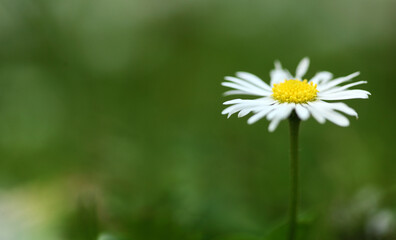 Fototapeta premium Daisy flower on the blurred green background