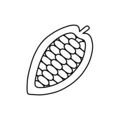 カカオの果実の断面（線画）