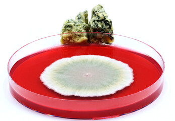 Laboratory dish containing a culture of the fungus Penicillium roqueforti to produce blue cheese