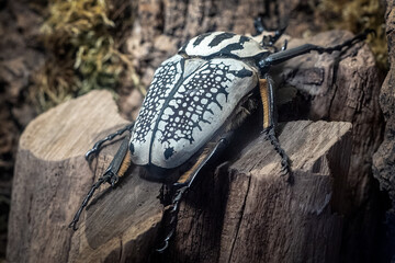 Goliath Beetle, Goliathus. The largest beetle on a tree trunk.