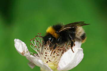 Closeup on a Forest cuckoo bumblebee , Bombus sylvestris, sitting on a white brambleburry flower,...