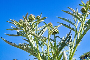 spiked artichoke plant on a sunny summer day
