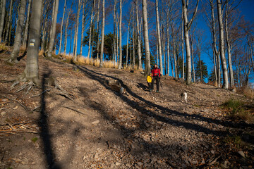 A mother with a child and a dog are walking along the mountain hiking trail. Family spending time.